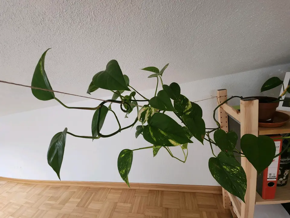 2 Zimmer Wohnung mit 60 m² in Dresden – Bild 10