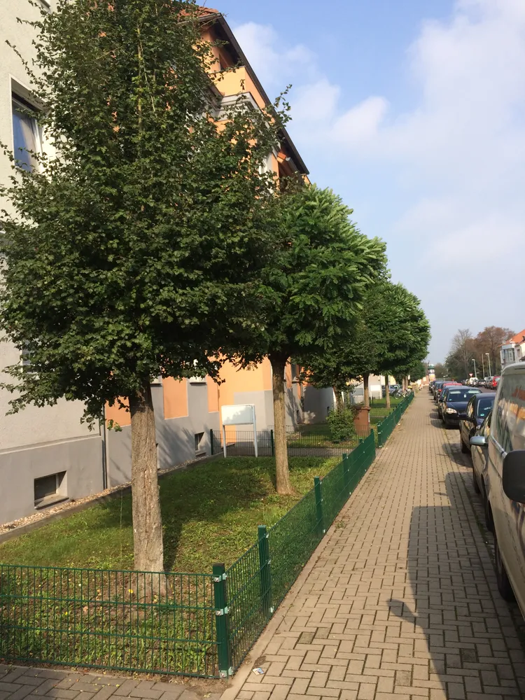 3 room apartment with 65 m² in Magdeburg – Photo 4