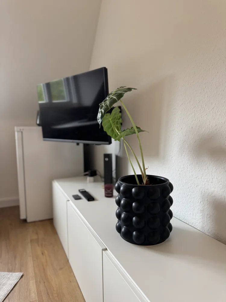 1 Zimmer Wohnung mit 27 m² in Freiburg im Breisgau – Bild 12