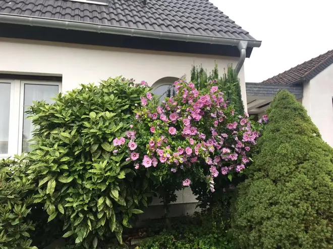 4 Zimmer Haus mit 110 m² in Aachen – Bild 2