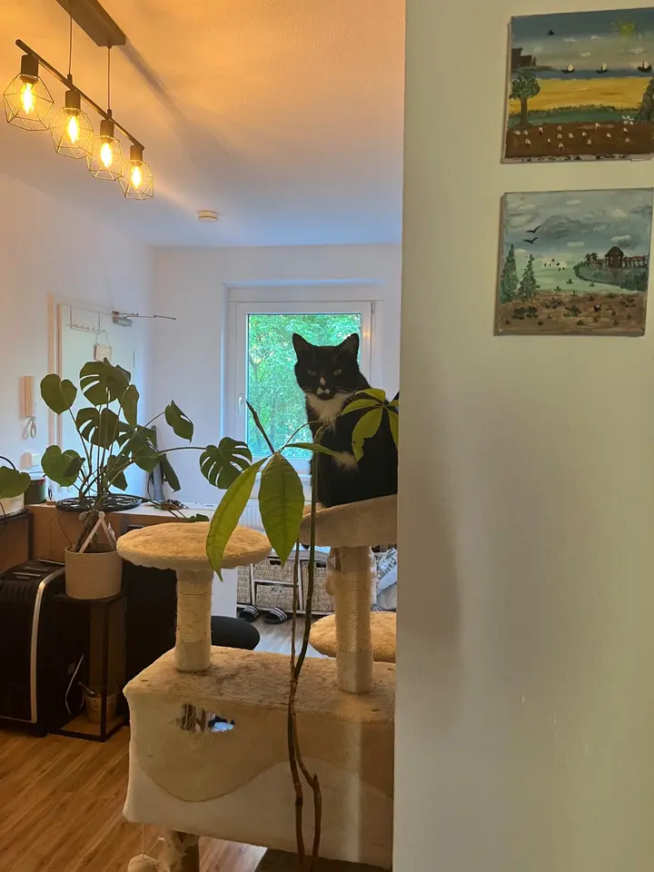 Shared room with 68 m² in Magdeburg – Photo 6
