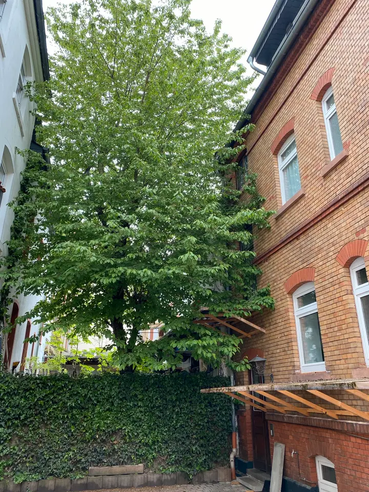 2 Zimmer Wohnung mit 52 m² in Wiesbaden – Bild 5