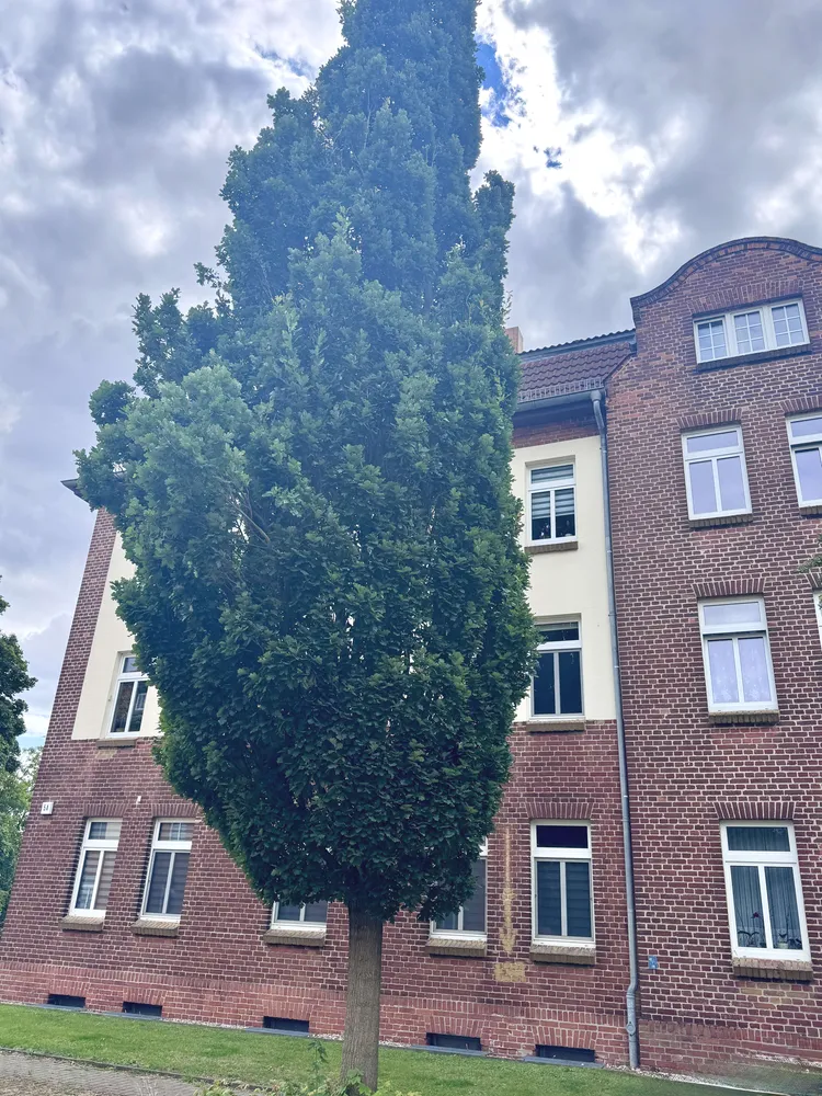 4 room apartment with 85 m² in Magdeburg – Photo 4