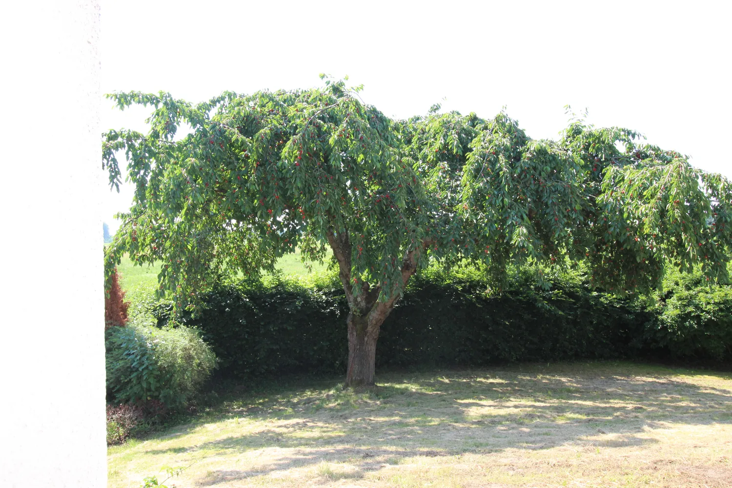 5 Zimmer Haus mit 125 m² in Rodgau – Bild 11