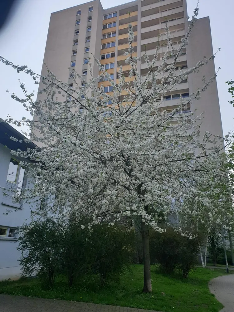2 Zimmer Wohnung mit 70 m² in Ludwigshafen am Rhein – Bild 9