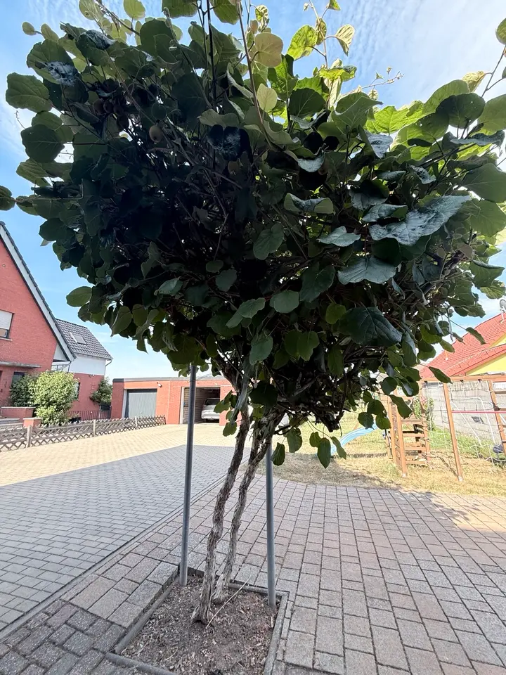 WG-Zimmer mit 15 m² in Düren – Bild 6