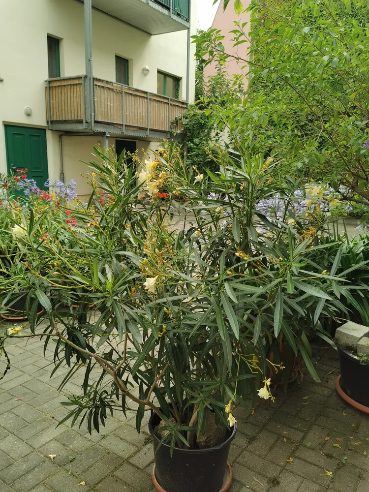 3 Zimmer Wohnung mit 78 m² in Halle (Saale) – Bild 3