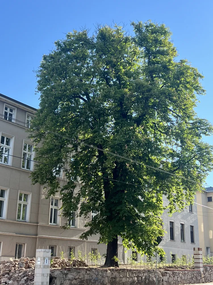 4 Zimmer Wohnung mit 140 m² in Halle (Saale) – Bild 3
