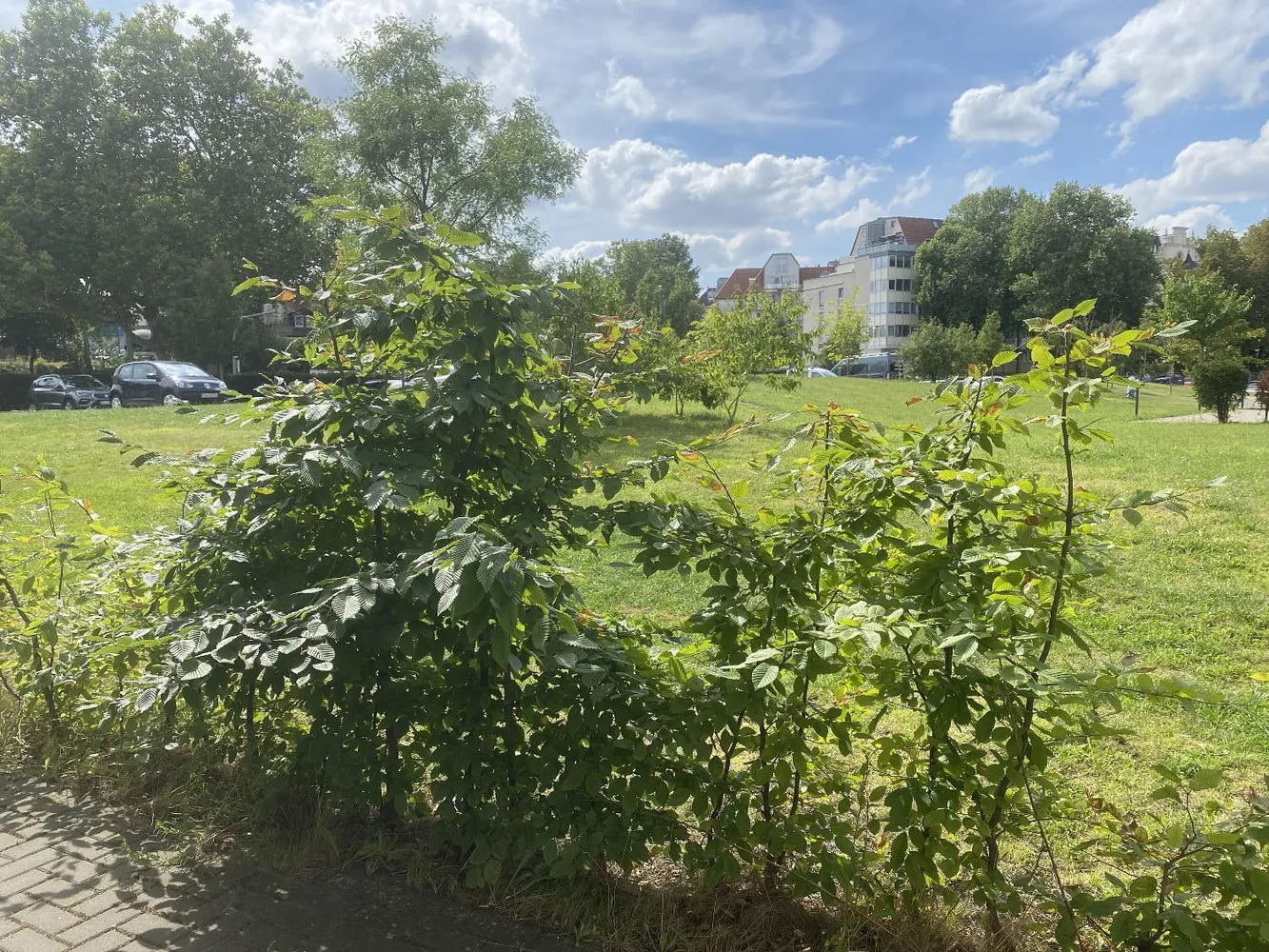 3 Zimmer Wohnung mit 93 m² in Magdeburg – Bild 2