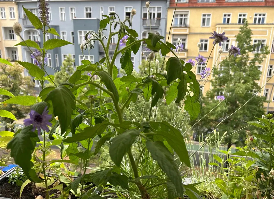 WG-Zimmer mit 40 m² in Berlin – Bild 8