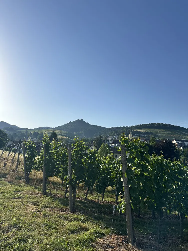 5 Zimmer Haus mit 160 m² in Baden-Baden – Bild 7