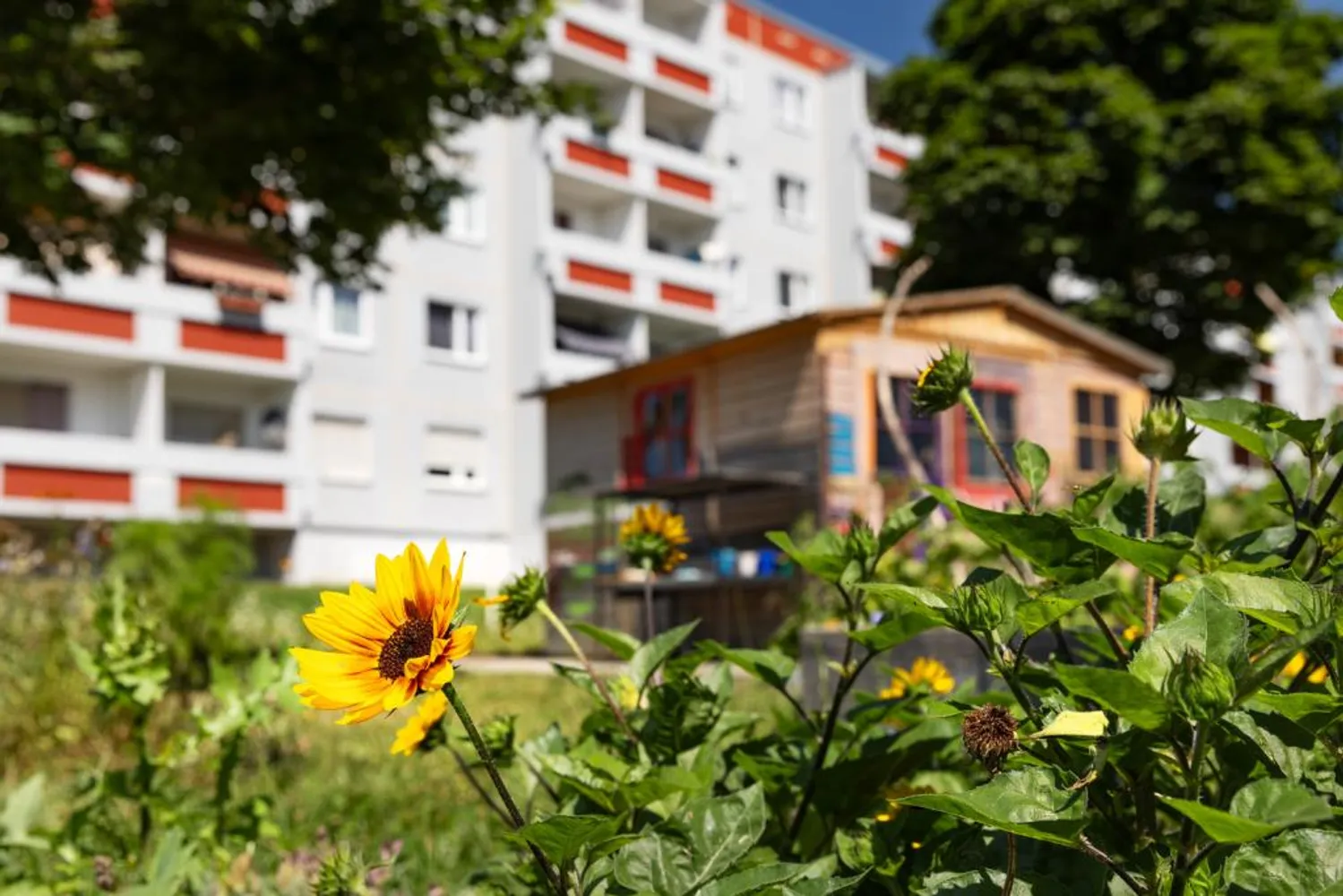 5 Zimmer Wohnung mit 77 m² in Halle (Saale) – Bild 4