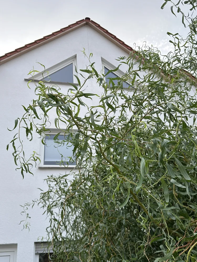 5 Zimmer Wohnung mit 154 m² in Halle (Saale) – Bild 1